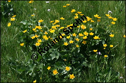 Sumpfdotterblume, Sumpf-Dotterblume, Caltha palustris, Ranunculaceae, Caltha palustris, Sumpf-Dotterblume, Sumpfdotterblume, Habitus blhend Kauf von 00448caltha_palustrisimg_7109.jpg