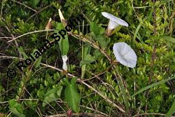 Gewöhnliche Zaunwinde, Calystegia sepium, Convolvulaceae, Calystegia sepium, Gewöhnliche Zaunwinde, Blühend Kauf von 00449_calystegia_sepium_dsc_4757.jpg