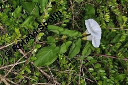 Gewhnliche Zaunwinde, Calystegia sepium, Convolvulaceae, Calystegia sepium, Gewhnliche Zaunwinde, Blhend Kauf von 00449_calystegia_sepium_dsc_4758.jpg