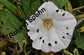 Gewöhnliche Zaunwinde, Calystegia sepium, Convolvulaceae, Calystegia sepium, Gewöhnliche Zaunwinde, Blühend Kauf von 00449_calystegia_sepium_dsc_6121.jpg