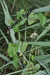 Gewöhnliche Zaunwinde, Calystegia sepium, Convolvulaceae, Calystegia sepium, Gewöhnliche Zaunwinde, Blühend Kauf von 00449_calystegia_sepium_dsc_6147.jpg