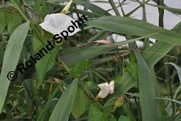 Gewöhnliche Zaunwinde, Calystegia sepium, Convolvulaceae, Calystegia sepium, Gewöhnliche Zaunwinde, Blühend Kauf von 00449_calystegia_sepium_dsc_6148.jpg