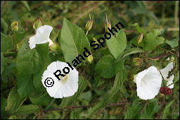 Gewöhnliche Zaunwinde, Calystegia sepium, Convolvulaceae, Calystegia sepium, Gewöhnliche Zaunwinde, Blühend Kauf von 00449calystegia_sepiumimg_3511.jpg