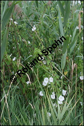 Gewöhnliche Zaunwinde, Calystegia sepium, Convolvulaceae, Calystegia sepium, Gewöhnliche Zaunwinde, Blühend Kauf von 00449calystegia_sepiumimg_8710.jpg