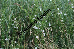 Gewhnliche Zaunwinde, Calystegia sepium, Convolvulaceae, Calystegia sepium, Gewhnliche Zaunwinde, Blhend Kauf von 00449calystegia_sepiumimg_8711.jpg