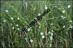 Gewöhnliche Zaunwinde, Calystegia sepium, Convolvulaceae, Calystegia sepium, Gewöhnliche Zaunwinde, Blühend Kauf von 00449calystegia_sepiumimg_8712.jpg