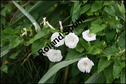 Gewhnliche Zaunwinde, Calystegia sepium, Convolvulaceae, Calystegia sepium, Gewhnliche Zaunwinde, Blhend Kauf von 00449calystegia_sepiumimg_8713.jpg