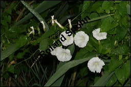 Gewöhnliche Zaunwinde, Calystegia sepium, Convolvulaceae, Calystegia sepium, Gewöhnliche Zaunwinde, Blühend Kauf von 00449calystegia_sepiumimg_8714.jpg