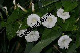 Gewöhnliche Zaunwinde, Calystegia sepium, Convolvulaceae, Calystegia sepium, Gewöhnliche Zaunwinde, Blühend Kauf von 00449calystegia_sepiumimg_8715.jpg