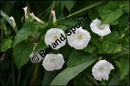 Gewöhnliche Zaunwinde, Calystegia sepium, Convolvulaceae, Calystegia sepium, Gewöhnliche Zaunwinde, Blühend Kauf von 00449calystegia_sepiumimg_8716.jpg