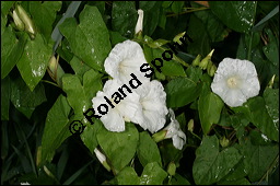 Gewöhnliche Zaunwinde, Calystegia sepium, Convolvulaceae, Calystegia sepium, Gewöhnliche Zaunwinde, Blühend Kauf von 00449calystegia_sepiumimg_8727.jpg