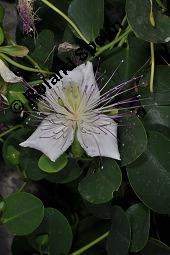 Echter Kapernstrauch, Dornenloser Kapernstrauch, Capparis spinosa, Capparaceae, Capparis spinosa, Echter Kapernstrauch, Kapern, Blühend Kauf von 00451_capparis_spinosa_dsc_6978.jpg