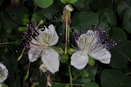 Echter Kapernstrauch, Dornenloser Kapernstrauch, Capparis spinosa, Capparaceae, Capparis spinosa, Echter Kapernstrauch, Kapern, Blhend Kauf von 00451_capparis_spinosa_dsc_6979.jpg