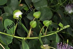 Echter Kapernstrauch, Dornenloser Kapernstrauch, Capparis spinosa, Capparaceae, Capparis spinosa, Echter Kapernstrauch, Kapern, Blhend Kauf von 00451_capparis_spinosa_dsc_6981.jpg