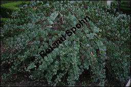 Echter Kapernstrauch, Dornenloser Kapernstrauch, Capparis spinosa, Capparaceae, Capparis spinosa, Echter Kapernstrauch, Kapern, Blühend Kauf von 00451capparis_spinosaimg_4701.jpg
