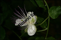 Echter Kapernstrauch, Dornenloser Kapernstrauch, Capparis spinosa, Capparaceae, Capparis spinosa, Echter Kapernstrauch, Kapern, Blhend Kauf von 00451capparis_spinosaimg_7958.jpg