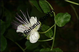 Echter Kapernstrauch, Dornenloser Kapernstrauch, Capparis spinosa, Capparaceae, Capparis spinosa, Echter Kapernstrauch, Kapern, Blühend Kauf von 00451capparis_spinosaimg_7959.jpg