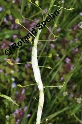 Gewöhnliches Hirtentäschel, Hirten-Täschelkraut, Capsella bursa-pastoris, Brassicaceae, Capsella bursa-pastoris, Gewöhnliches Hirtentäschel, Hirten-Täschelkraut, Habitus blühend und fruchtend Kauf von 00452_capsella_bursapastoris_dsc_0037.jpg