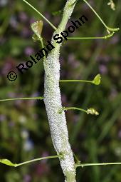 Gewöhnliches Hirtentäschel, Hirten-Täschelkraut, Capsella bursa-pastoris, Brassicaceae, Capsella bursa-pastoris, Gewöhnliches Hirtentäschel, Hirten-Täschelkraut, Habitus blühend und fruchtend Kauf von 00452_capsella_bursapastoris_dsc_0038.jpg