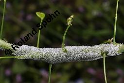 Gewöhnliches Hirtentäschel, Hirten-Täschelkraut, Capsella bursa-pastoris, Brassicaceae, Capsella bursa-pastoris, Gewöhnliches Hirtentäschel, Hirten-Täschelkraut, Habitus blühend und fruchtend Kauf von 00452_capsella_bursapastoris_dsc_0039.jpg