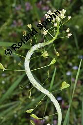 Gewöhnliches Hirtentäschel, Hirten-Täschelkraut, Capsella bursa-pastoris, Brassicaceae, Capsella bursa-pastoris, Gewöhnliches Hirtentäschel, Hirten-Täschelkraut, Habitus blühend und fruchtend Kauf von 00452_capsella_bursapastoris_dsc_0040.jpg