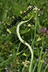 Gewöhnliches Hirtentäschel, Hirten-Täschelkraut, Capsella bursa-pastoris, Brassicaceae, Capsella bursa-pastoris, Gewöhnliches Hirtentäschel, Hirten-Täschelkraut, Habitus blühend und fruchtend Kauf von 00452_capsella_bursapastoris_dsc_0041.jpg