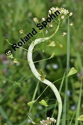 Gewöhnliches Hirtentäschel, Hirten-Täschelkraut, Capsella bursa-pastoris, Brassicaceae, Capsella bursa-pastoris, Gewöhnliches Hirtentäschel, Hirten-Täschelkraut, Habitus blühend und fruchtend Kauf von 00452_capsella_bursapastoris_dsc_0042.jpg