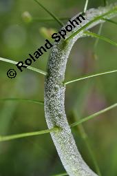 Gewöhnliches Hirtentäschel, Hirten-Täschelkraut, Capsella bursa-pastoris, Brassicaceae, Capsella bursa-pastoris, Gewöhnliches Hirtentäschel, Hirten-Täschelkraut, Habitus blühend und fruchtend Kauf von 00452_capsella_bursapastoris_dsc_0043.jpg