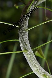 Gewöhnliches Hirtentäschel, Hirten-Täschelkraut, Capsella bursa-pastoris, Brassicaceae, Capsella bursa-pastoris, Gewöhnliches Hirtentäschel, Hirten-Täschelkraut, Habitus blühend und fruchtend Kauf von 00452_capsella_bursapastoris_dsc_0044.jpg