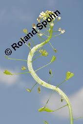 Gewhnliches Hirtentschel, Hirten-Tschelkraut, Capsella bursa-pastoris, Brassicaceae, Capsella bursa-pastoris, Gewhnliches Hirtentschel, Hirten-Tschelkraut, Habitus blhend und fruchtend Kauf von 00452_capsella_bursapastoris_dsc_0045.jpg