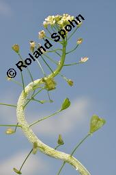 Gewöhnliches Hirtentäschel, Hirten-Täschelkraut, Capsella bursa-pastoris, Brassicaceae, Capsella bursa-pastoris, Gewöhnliches Hirtentäschel, Hirten-Täschelkraut, Habitus blühend und fruchtend Kauf von 00452_capsella_bursapastoris_dsc_0047.jpg