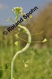 Gewöhnliches Hirtentäschel, Hirten-Täschelkraut, Capsella bursa-pastoris, Brassicaceae, Capsella bursa-pastoris, Gewöhnliches Hirtentäschel, Hirten-Täschelkraut, Habitus blühend und fruchtend Kauf von 00452_capsella_bursapastoris_dsc_0048.jpg