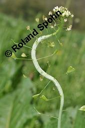 Gewöhnliches Hirtentäschel, Hirten-Täschelkraut, Capsella bursa-pastoris, Brassicaceae, Capsella bursa-pastoris, Gewöhnliches Hirtentäschel, Hirten-Täschelkraut, Habitus blühend und fruchtend Kauf von 00452_capsella_bursapastoris_dsc_0049.jpg