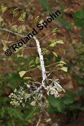 Gewöhnliches Hirtentäschel, Hirten-Täschelkraut, Capsella bursa-pastoris, Brassicaceae, Capsella bursa-pastoris, Gewöhnliches Hirtentäschel, Hirten-Täschelkraut, Habitus blühend und fruchtend Kauf von 00452_capsella_bursapastoris_dsc_1291.jpg