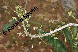 Gewöhnliches Hirtentäschel, Hirten-Täschelkraut, Capsella bursa-pastoris, Brassicaceae, Capsella bursa-pastoris, Gewöhnliches Hirtentäschel, Hirten-Täschelkraut, Habitus blühend und fruchtend Kauf von 00452_capsella_bursapastoris_dsc_1292.jpg