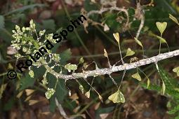 Gewöhnliches Hirtentäschel, Hirten-Täschelkraut, Capsella bursa-pastoris, Brassicaceae, Capsella bursa-pastoris, Gewöhnliches Hirtentäschel, Hirten-Täschelkraut, Habitus blühend und fruchtend Kauf von 00452_capsella_bursapastoris_dsc_1293.jpg