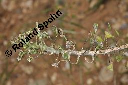 Gewöhnliches Hirtentäschel, Hirten-Täschelkraut, Capsella bursa-pastoris, Brassicaceae, Capsella bursa-pastoris, Gewöhnliches Hirtentäschel, Hirten-Täschelkraut, Habitus blühend und fruchtend Kauf von 00452_capsella_bursapastoris_dsc_1295.jpg