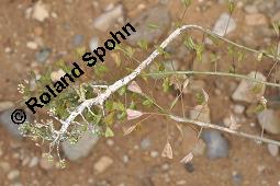 Gewöhnliches Hirtentäschel, Hirten-Täschelkraut, Capsella bursa-pastoris, Brassicaceae, Capsella bursa-pastoris, Gewöhnliches Hirtentäschel, Hirten-Täschelkraut, Habitus blühend und fruchtend Kauf von 00452_capsella_bursapastoris_dsc_1296.jpg