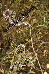 Gewhnliches Hirtentschel, Hirten-Tschelkraut, Capsella bursa-pastoris, Brassicaceae, Capsella bursa-pastoris, Gewhnliches Hirtentschel, Hirten-Tschelkraut, Habitus blhend und fruchtend Kauf von 00452_capsella_bursapastoris_dsc_1300.jpg