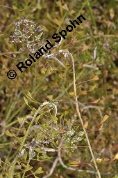 Gewöhnliches Hirtentäschel, Hirten-Täschelkraut, Capsella bursa-pastoris, Brassicaceae, Capsella bursa-pastoris, Gewöhnliches Hirtentäschel, Hirten-Täschelkraut, Habitus blühend und fruchtend Kauf von 00452_capsella_bursapastoris_dsc_1301.jpg