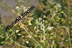 Gewöhnliches Hirtentäschel, Hirten-Täschelkraut, Capsella bursa-pastoris, Brassicaceae, Capsella bursa-pastoris, Gewöhnliches Hirtentäschel, Hirten-Täschelkraut, Habitus blühend und fruchtend Kauf von 00452_capsella_bursapastoris_dsc_1302.jpg