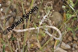 Gewöhnliches Hirtentäschel, Hirten-Täschelkraut, Capsella bursa-pastoris, Brassicaceae, Capsella bursa-pastoris, Gewöhnliches Hirtentäschel, Hirten-Täschelkraut, Habitus blühend und fruchtend Kauf von 00452_capsella_bursapastoris_dsc_1303.jpg