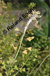 Gewöhnliches Hirtentäschel, Hirten-Täschelkraut, Capsella bursa-pastoris, Brassicaceae, Capsella bursa-pastoris, Gewöhnliches Hirtentäschel, Hirten-Täschelkraut, Habitus blühend und fruchtend Kauf von 00452_capsella_bursapastoris_dsc_1304.jpg