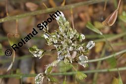 Gewöhnliches Hirtentäschel, Hirten-Täschelkraut, Capsella bursa-pastoris, Brassicaceae, Capsella bursa-pastoris, Gewöhnliches Hirtentäschel, Hirten-Täschelkraut, Habitus blühend und fruchtend Kauf von 00452_capsella_bursapastoris_dsc_1305.jpg