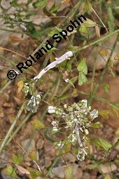 Gewöhnliches Hirtentäschel, Hirten-Täschelkraut, Capsella bursa-pastoris, Brassicaceae, Capsella bursa-pastoris, Gewöhnliches Hirtentäschel, Hirten-Täschelkraut, Habitus blühend und fruchtend Kauf von 00452_capsella_bursapastoris_dsc_1306.jpg