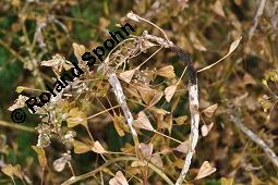 Gewöhnliches Hirtentäschel, Hirten-Täschelkraut, Capsella bursa-pastoris, Brassicaceae, Capsella bursa-pastoris, Gewöhnliches Hirtentäschel, Hirten-Täschelkraut, Habitus blühend und fruchtend Kauf von 00452_capsella_bursapastoris_dsc_1308.jpg