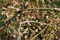 Gewöhnliches Hirtentäschel, Hirten-Täschelkraut, Capsella bursa-pastoris, Brassicaceae, Capsella bursa-pastoris, Gewöhnliches Hirtentäschel, Hirten-Täschelkraut, Habitus blühend und fruchtend Kauf von 00452_capsella_bursapastoris_dsc_1309.jpg