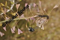 Gewöhnliches Hirtentäschel, Hirten-Täschelkraut, Capsella bursa-pastoris, Brassicaceae, Capsella bursa-pastoris, Gewöhnliches Hirtentäschel, Hirten-Täschelkraut, Habitus blühend und fruchtend Kauf von 00452_capsella_bursapastoris_dsc_1310.jpg