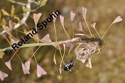 Gewhnliches Hirtentschel, Hirten-Tschelkraut, Capsella bursa-pastoris, Brassicaceae, Capsella bursa-pastoris, Gewhnliches Hirtentschel, Hirten-Tschelkraut, Habitus blhend und fruchtend Kauf von 00452_capsella_bursapastoris_dsc_1311.jpg