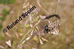 Gewöhnliches Hirtentäschel, Hirten-Täschelkraut, Capsella bursa-pastoris, Brassicaceae, Capsella bursa-pastoris, Gewöhnliches Hirtentäschel, Hirten-Täschelkraut, Habitus blühend und fruchtend Kauf von 00452_capsella_bursapastoris_dsc_1312.jpg